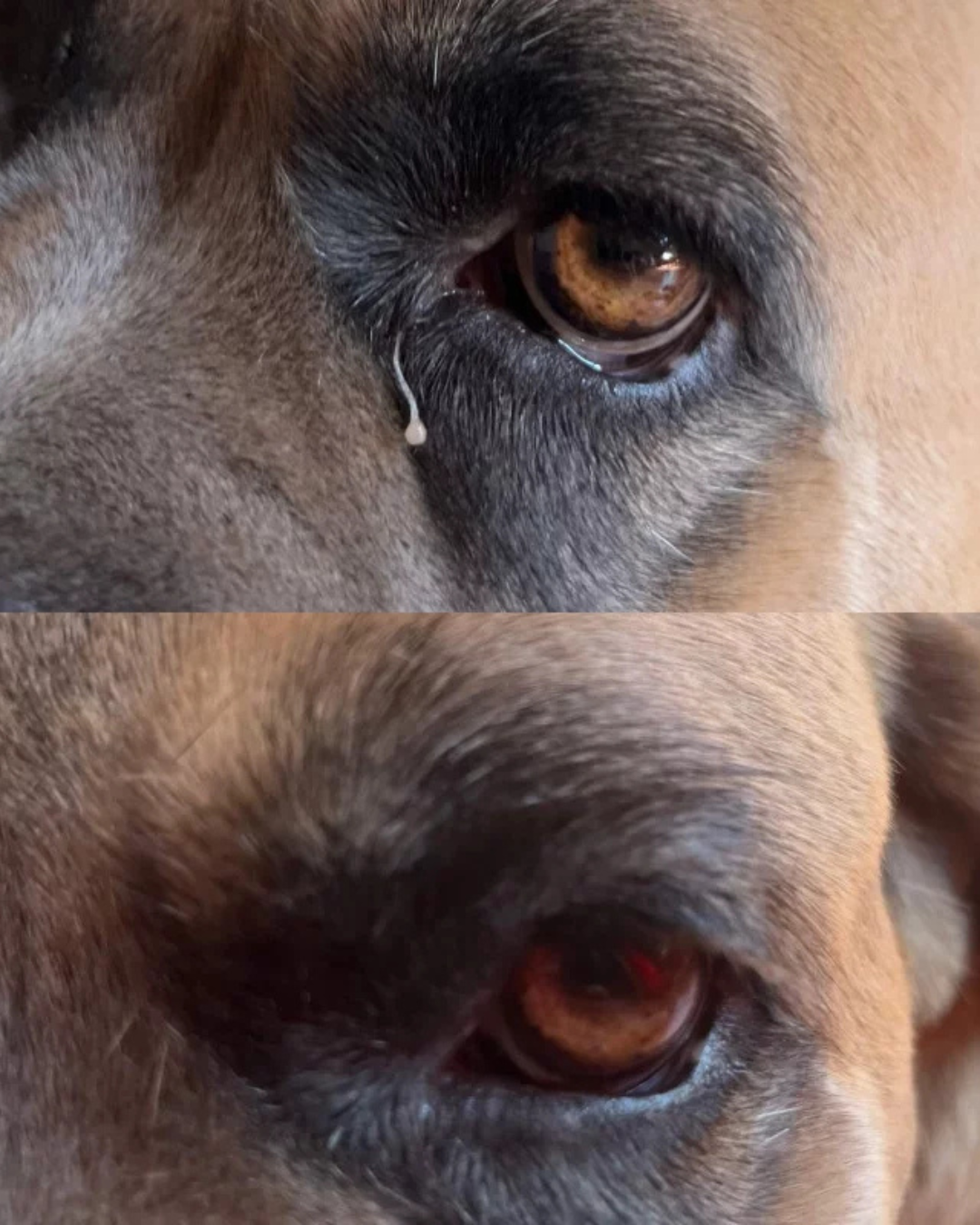 reinigingslotion voor ogen, neus en oren