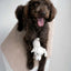 golden retriever van katoen