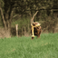giraffe van katoen