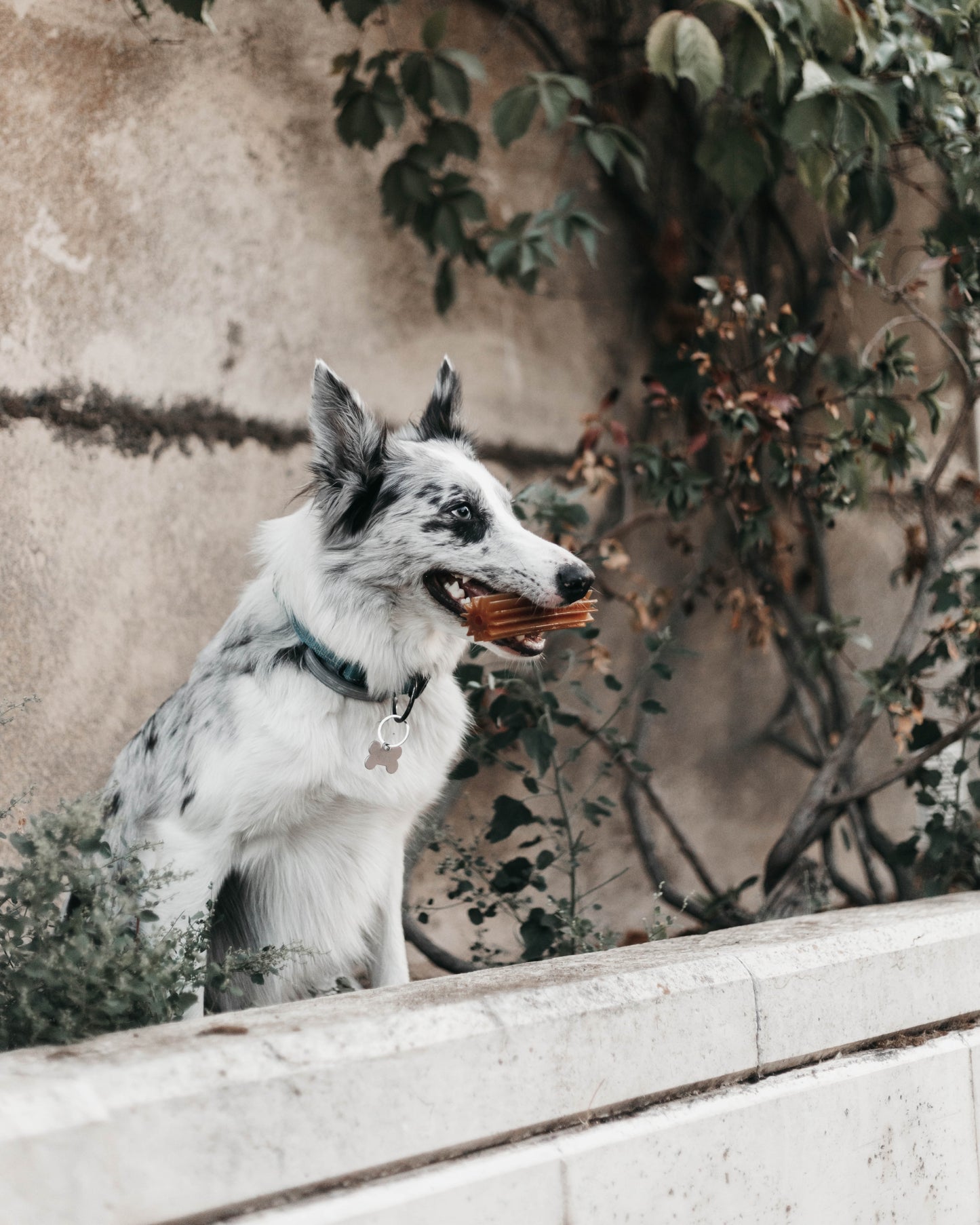 tandenreiniger van natuurlijk rubber